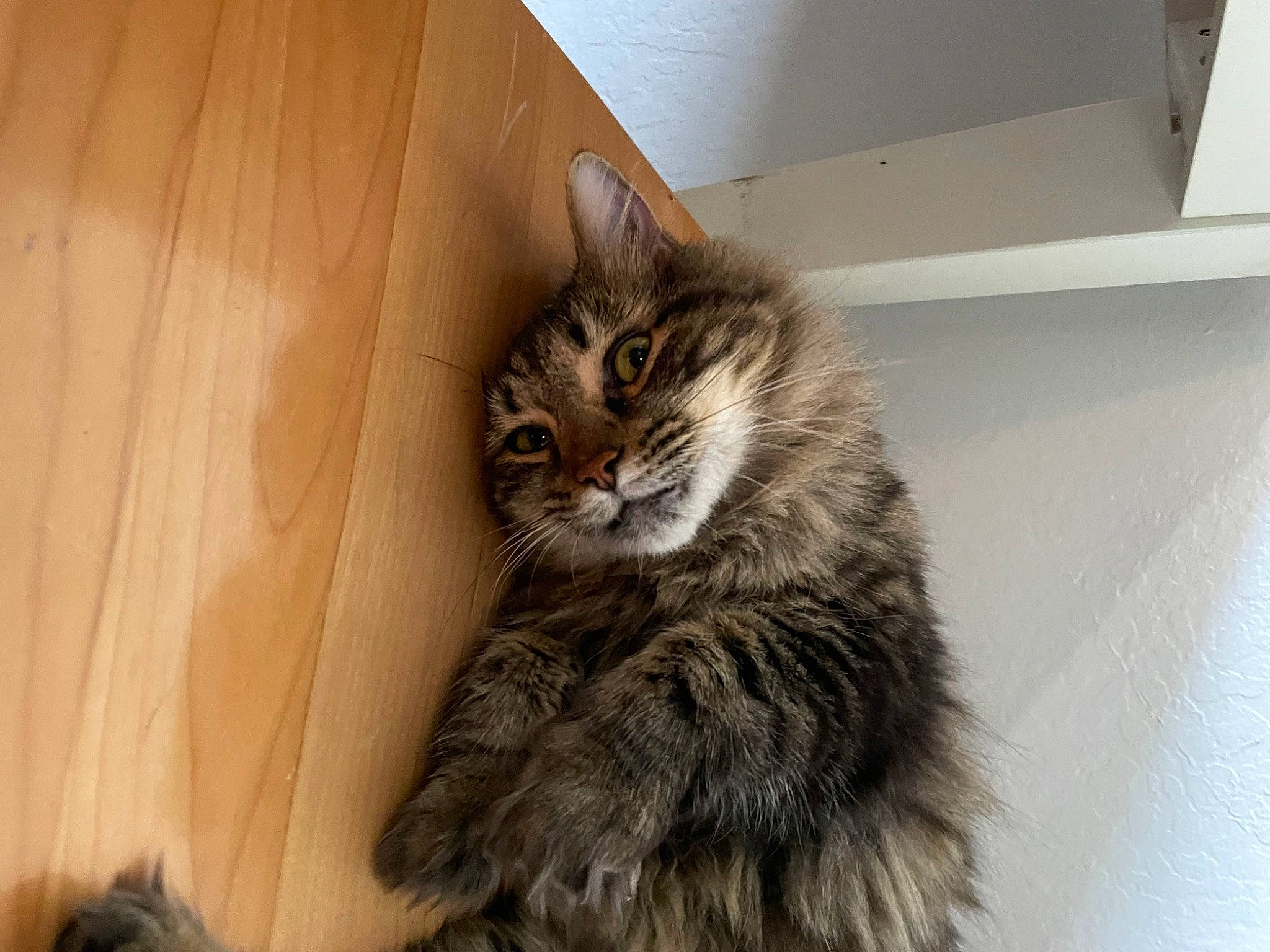 Lokie is registered to the contest to win money with this photo: carnivore, cat, claw, domestic_short_haired_cat, door, felidae, fur, hardwood, maine_coon, small_to_medium_sized_cats, snout, tail, terrestrial_animal, whiskers, wood, wood_stain