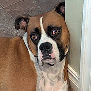 Zeke is registered to the contest to win money with this photo: dog, boxer, pet, brown_coat, white_markings, portrait, close_up, indoor, floor_tile, wall, sad_eyes, floppy_ear, nose, whiskers, collar, head_tilt, sitting, domestic_animal, canine, companion