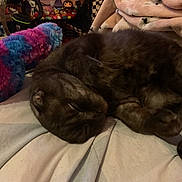 Smokey is registered to the contest to win money with this photo: cat, sleeping, bed, blanket, plush_toy, indoor, cozy, furniture, soft, black_cat, resting, animal, cute, pet, comfort, closeup, warm, fluffy, relaxing, domestic