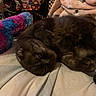 cat, sleeping, bed, blanket, plush_toy, indoor, cozy, furniture, soft, black_cat, resting, animal, cute, pet, comfort, closeup, warm, fluffy, relaxing, domestic