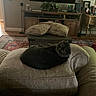 Smokey is registered to the contest to win money with this photo: cat, black_cat, couch, cushion, living_room, furniture, plant, television, rug, pillow, wood_floor, decor, interior, home, relaxing, pet, cozy, indoor, curious, animal