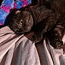 Smokey joined the competition — help win amazing prizes! cat, black_cat, pet, animal, feline, indoor, blanket, soft_toy, colorful, fluffy_toy, cozy, resting, curious, close_up, paw, fur, bedroom, relaxed, cute, warm_light