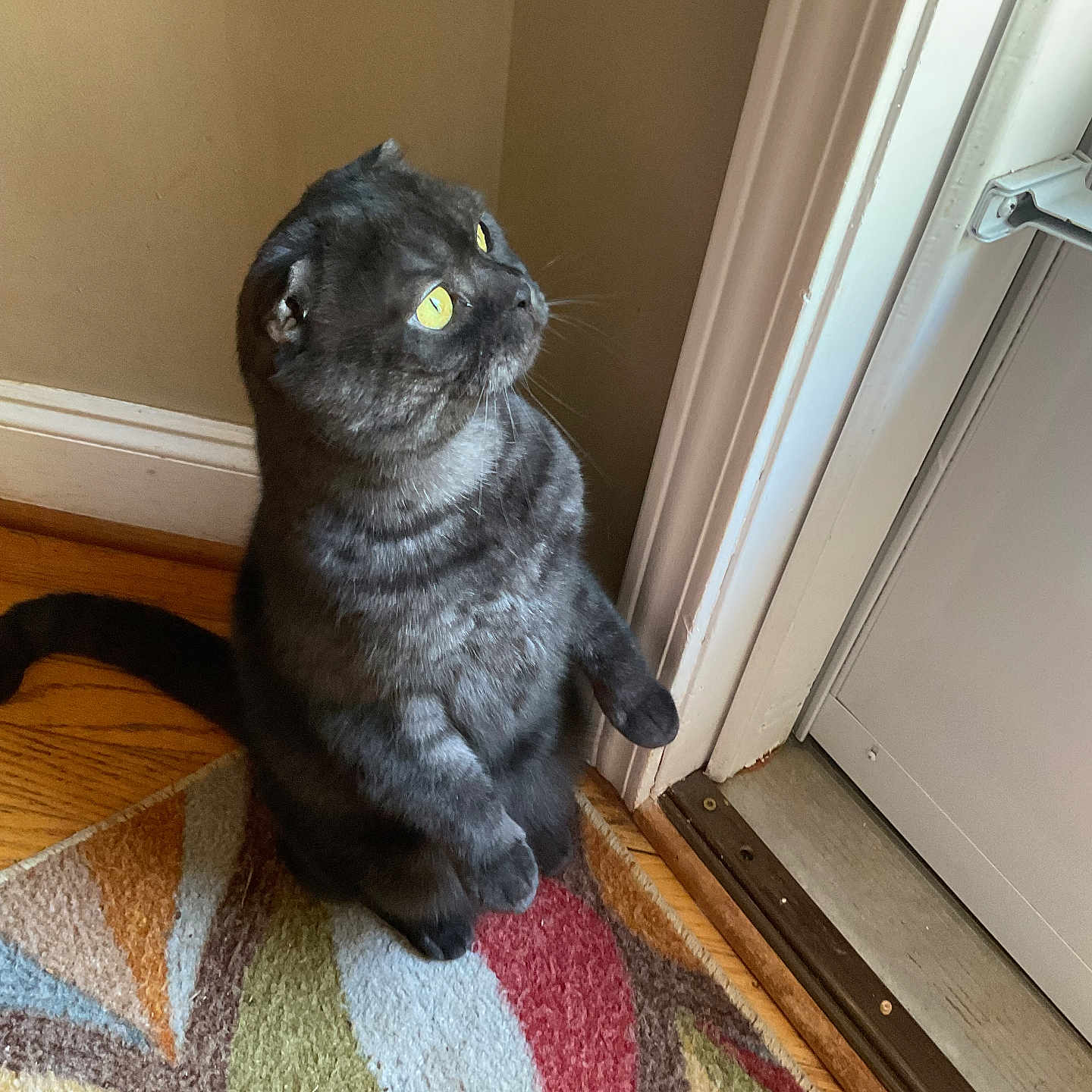 Smokey is registered to the contest to win money with this photo: cat, black_cat, pet, indoor, curious, yellow_eyes, sitting, upright, rug, colorful_rug, door, wood_floor, home, feline, animal, whiskers, ears, looking, light, shadow