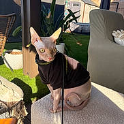Zuko joined the competition — help win amazing prizes! sphynx_cat, hairless_cat, cat, pet, sweater, outdoor, patio, plant, furniture, chair, ottoman, sunlight, shadow, leash, ear, eye, wrinkle, pink_skin, relaxing, backyard