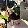 sphynx_cat, hairless_cat, cat, pet, sweater, outdoor, patio, plant, furniture, chair, ottoman, sunlight, shadow, leash, ear, eye, wrinkle, pink_skin, relaxing, backyard