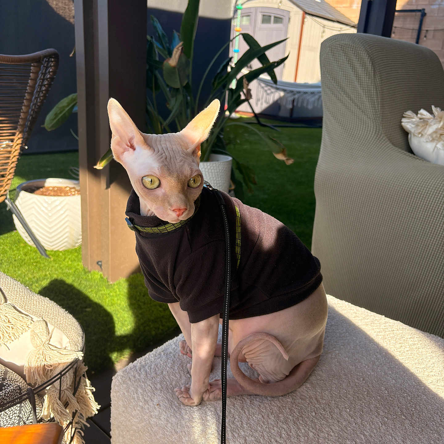 Zuko joined the competition — help win amazing prizes! sphynx_cat, hairless_cat, cat, pet, sweater, outdoor, patio, plant, furniture, chair, ottoman, sunlight, shadow, leash, ear, eye, wrinkle, pink_skin, relaxing, backyard