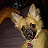 adorable, bed, bedding, bedroom, black_muzzle, canine, close_up, curious, dog, flash_photography, fluffy, indoors, pet_tag, pillow, portrait, puppy, red_collar, tan_fur, upright_ears, wide_eyes