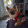 Ulko a rejoint le concours — aidez-le/la à gagner de superbes lots ! black_muzzle, books, bookshelf, brown_fur, bushy_tail, dog, doorway, festive_sweater, fluffy, fur, green, holiday_clothing, indoors, pointed_ears, portrait, puppy, red, sitting, small_dog, striped