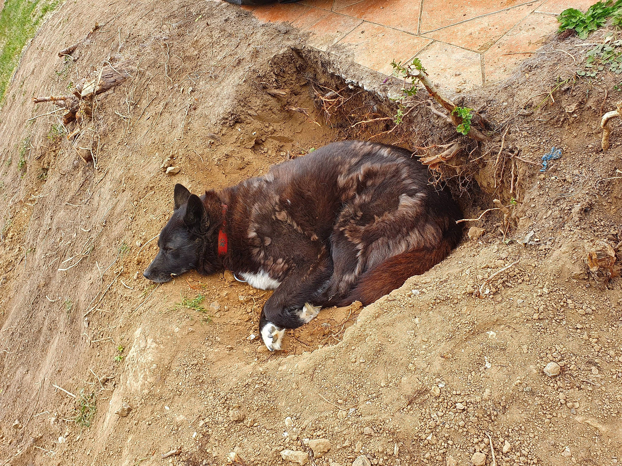 Izia participe au concours pour gagner de l'argent avec cette photo : canidae, carnivore, dog, dog_breed, dutch_shepherd_dog, kai_ken, soil, street_dog