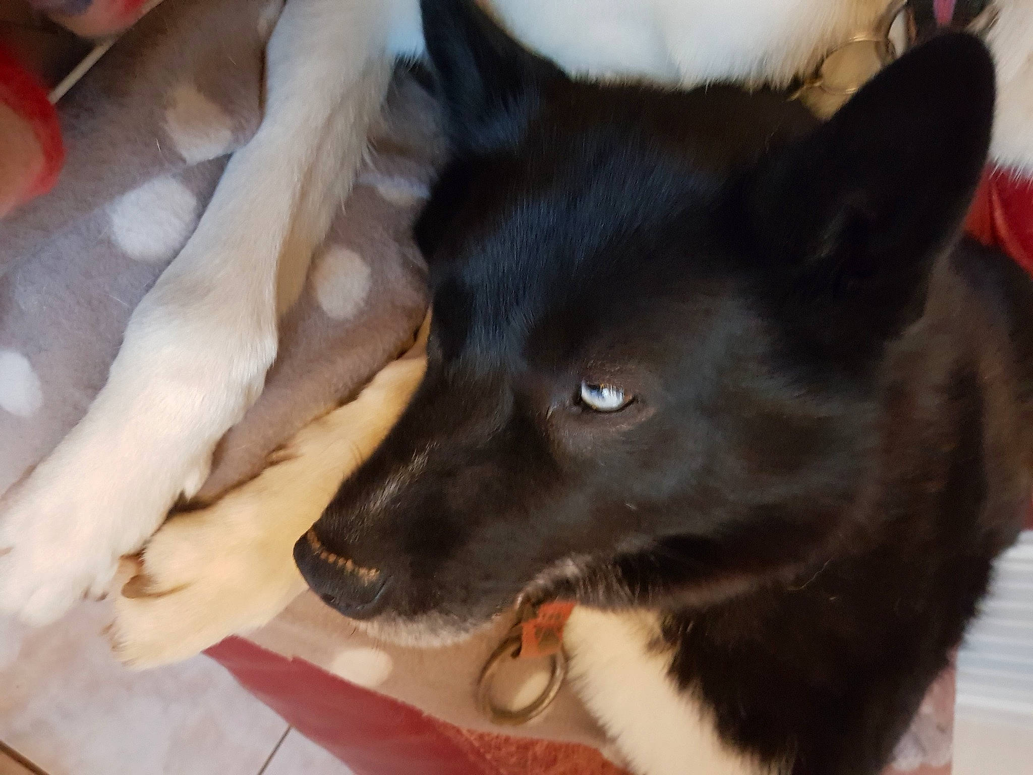 Izia participe au concours pour gagner de l'argent avec cette photo : australian_kelpie, black_norwegian_elkhound, canidae, carnivore, dog, dog_breed, ear, karelian_bear_dog, laika, lapponian_herder, mammal, non_sporting_group, norwegian_elkhound, schipperke, vertebrate