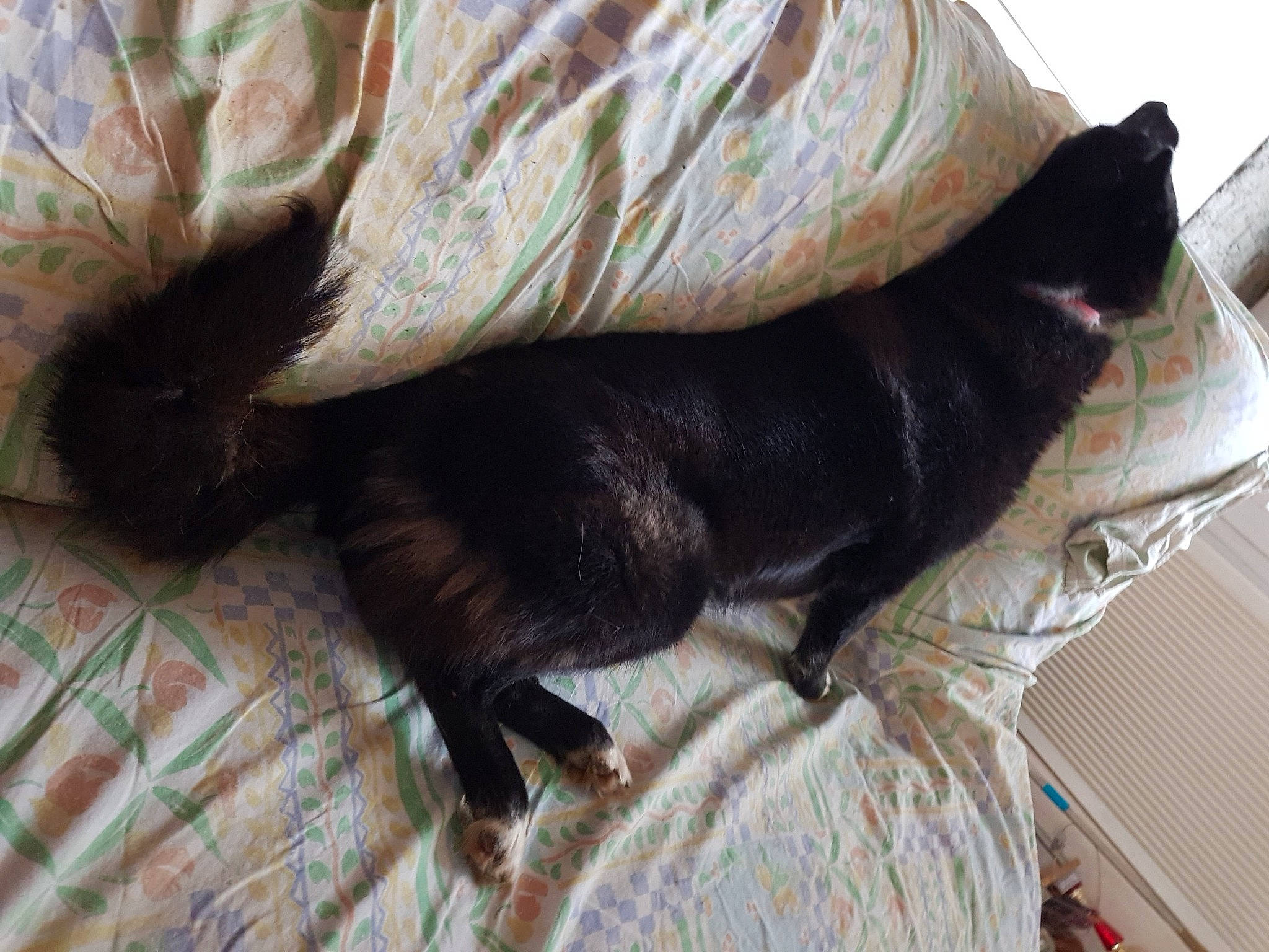 Izia a rejoint le concours — aidez-le/la à gagner de superbes lots ! black_cat, canidae, carnivore, cat, dog, dog_breed, fawn, felidae, fur, nap, puppy, skin, small_to_medium_sized_cats, tail, whiskers