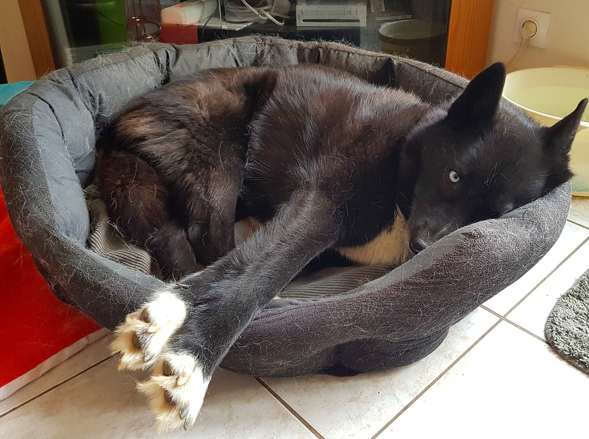 Izia participe au concours pour gagner de l'argent avec cette photo : asian, black_cat, burmese, canidae, carnivore, cat, cat_bed, claw, domestic_short_haired_cat, felidae, fur, korat, mammal, nap, paw, russian_blue, sleep, small_to_medium_sized_cats, tail, whiskers