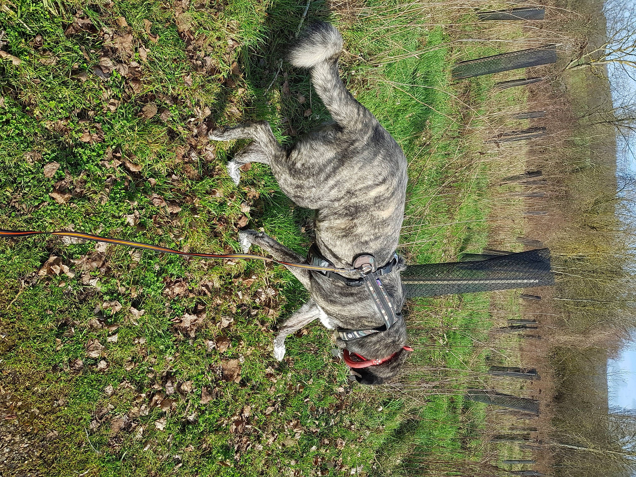 Ma'Ina a rejoint le concours — aidez-le/la à gagner de superbes lots ! grass, plant, tree, trunk, wildlife