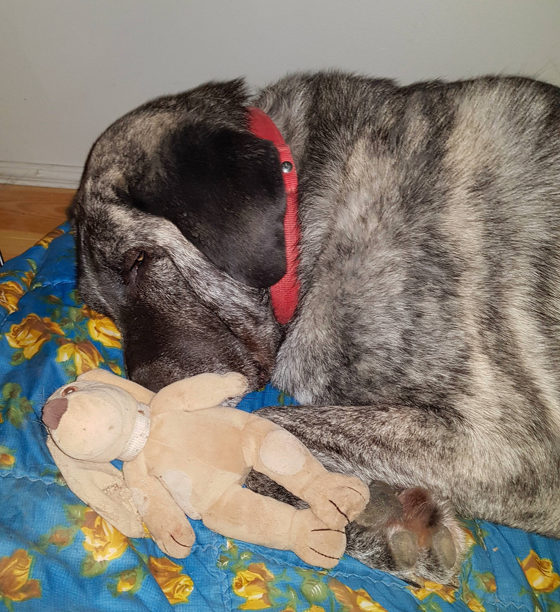 Ma'Ina a rejoint le concours — aidez-le/la à gagner de superbes lots ! canidae, carnivore, dog, dog_breed, great_dane, guard_dog, nap, sporting_group, tail