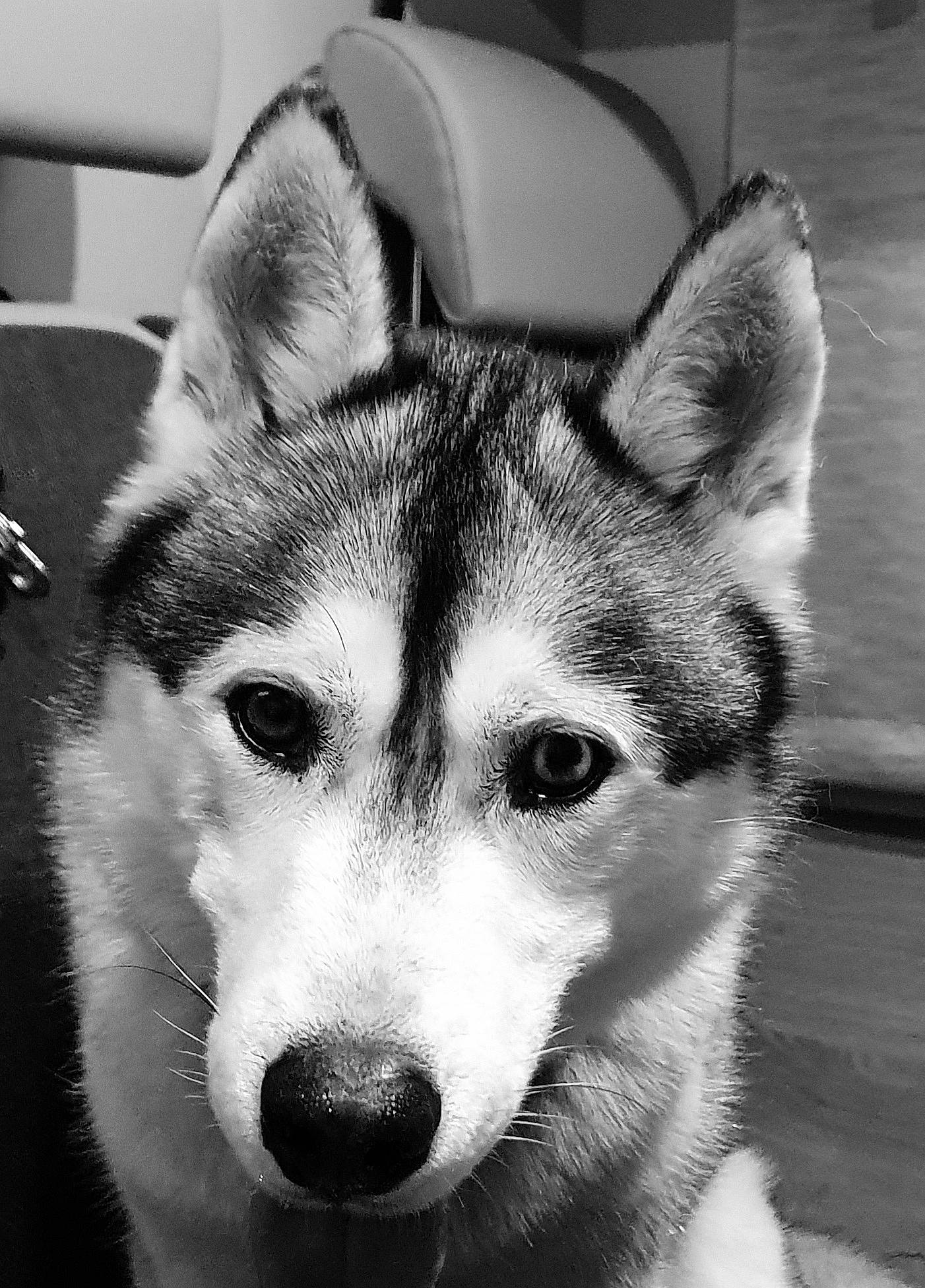 Maïko a rejoint le concours — aidez-le/la à gagner de superbes lots ! art, canis, carnivore, dog, dog_breed, eye, fur, grey, head, iris, jaw, monochrome, monochrome_photography, sled_dog, snout, style, terrestrial_animal, whiskers, white, wolf