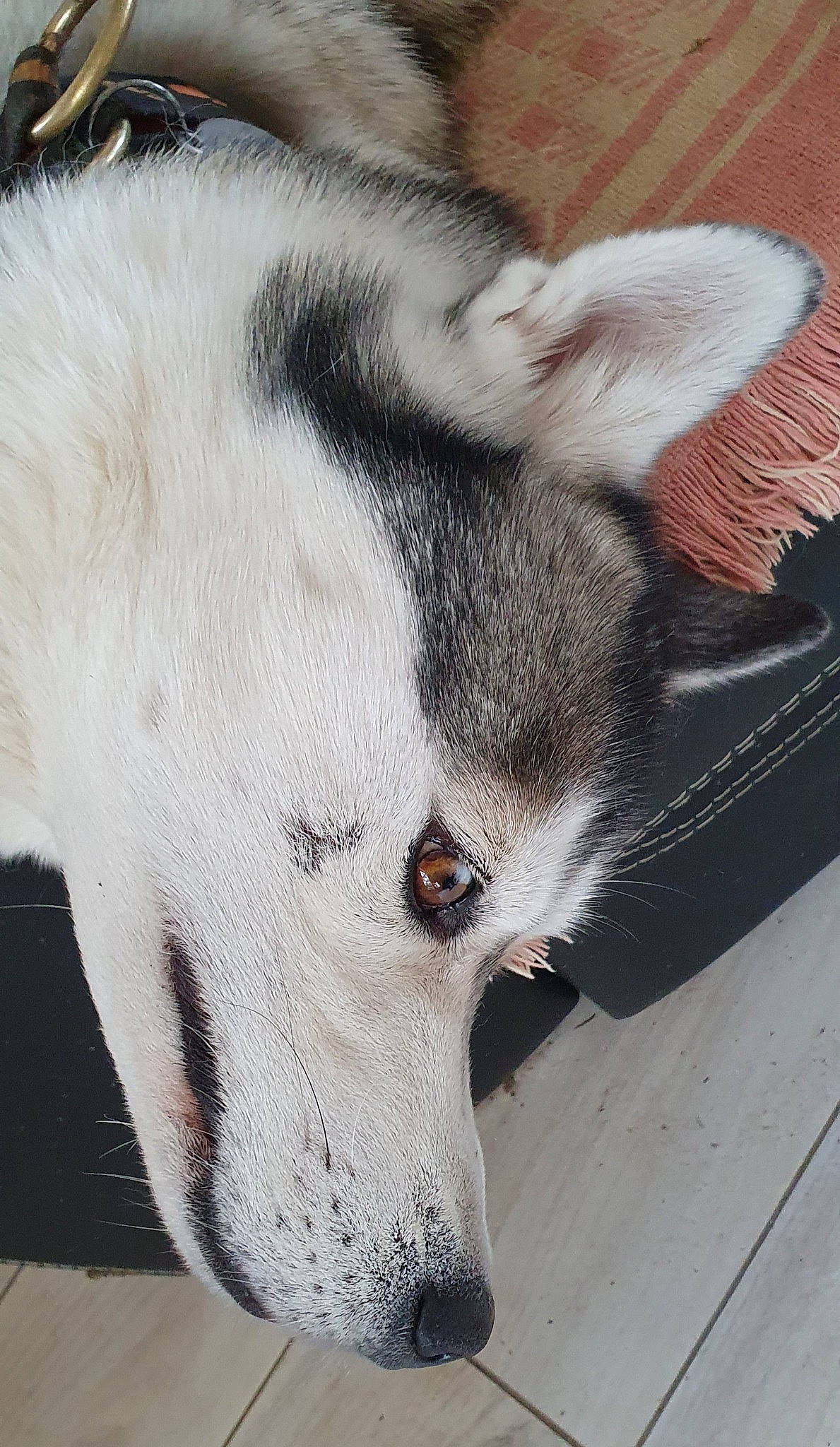 Maïko participe au concours pour gagner de l'argent avec cette photo : canis, carnivore, companion_dog, dog, dog_breed, eye, eyelash, fur, grey, jaw, no_expression, sled_dog, snout, sporting_group, street_dog, terrestrial_animal, whiskers, white, wolf, working_animal