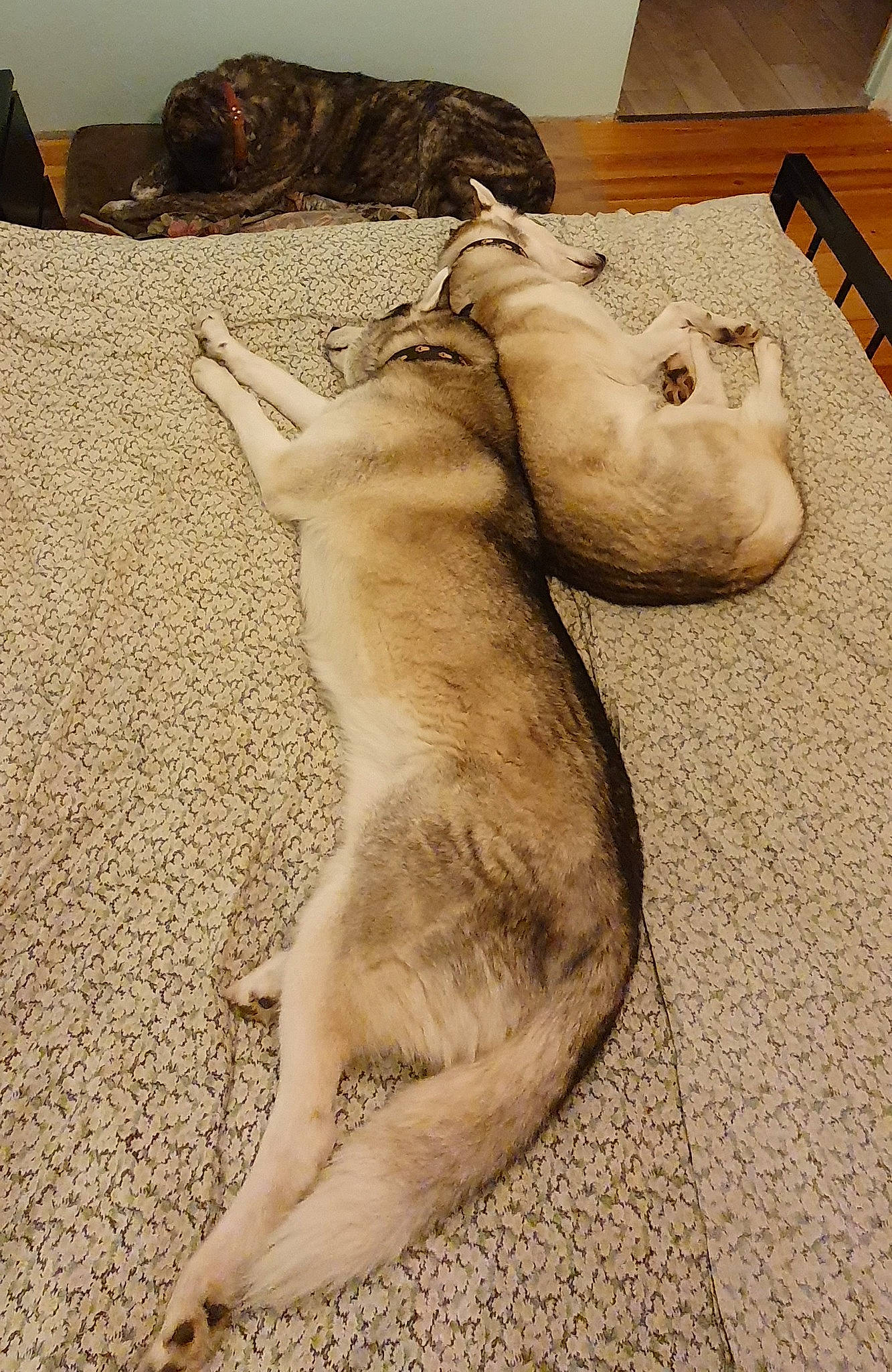 Maïko a rejoint le concours — aidez-le/la à gagner de superbes lots ! carnivore, comfort, companion_dog, dog, dog_breed, fawn, felidae, flooring, foot, fur, hardwood, human_leg, paw, small_to_medium_sized_cats, snout, tail, terrestrial_animal, whiskers, wood, working_animal