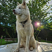 Mady D. a rejoint le concours — aidez-le/la à gagner de superbes lots ! animal, bench, canine, collar, daylight, dog, fur, garden, grass, leaf, nature, outdoor, park, pet, portrait, sitting, sky, sunflare, sunlight, tree