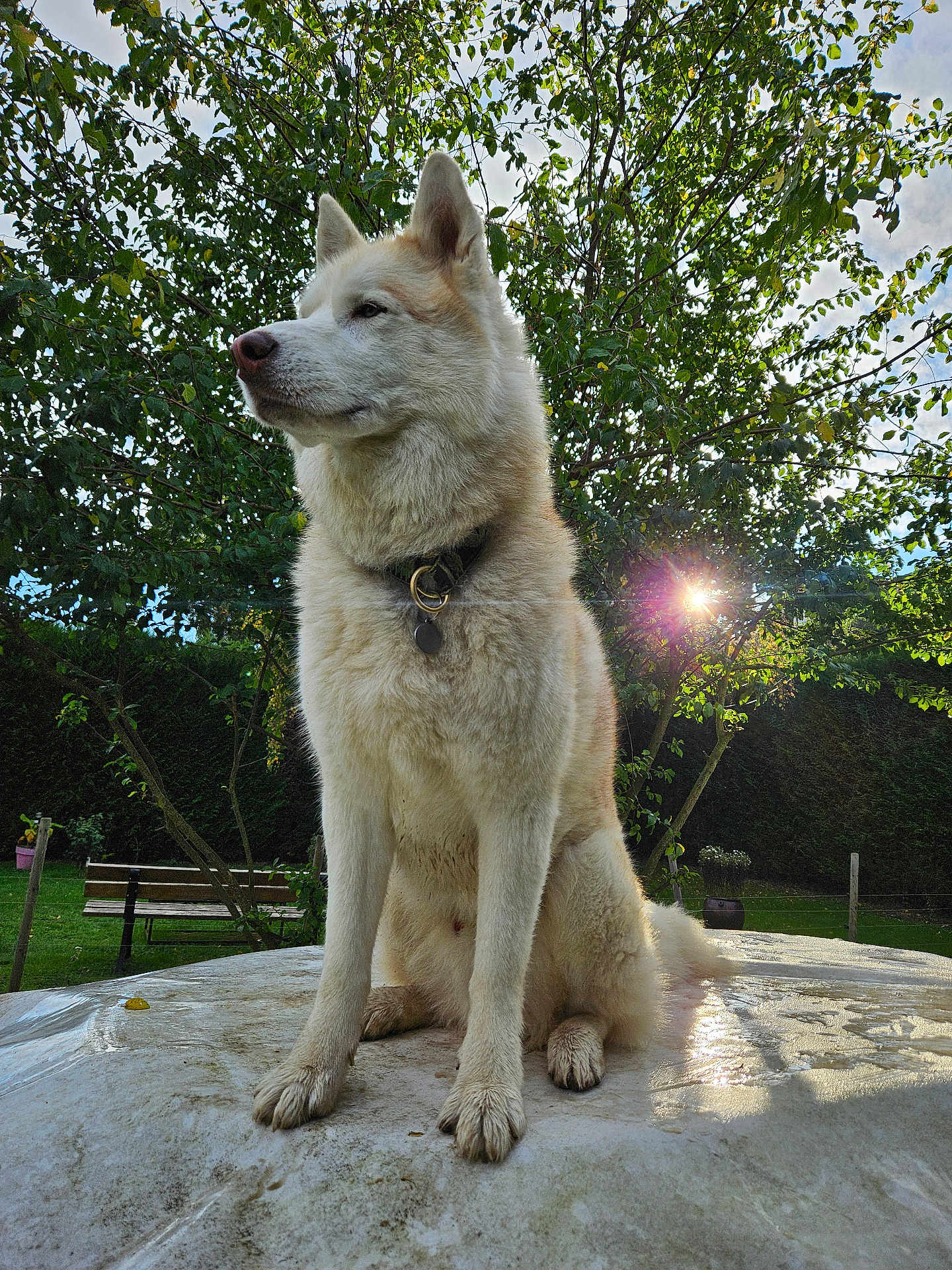 Mady D. a rejoint le concours — aidez-le/la à gagner de superbes lots ! animal, bench, canine, collar, daylight, dog, fur, garden, grass, leaf, nature, outdoor, park, pet, portrait, sitting, sky, sunflare, sunlight, tree