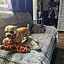 dog, toy, plush_toy, couch, blanket, indoor, living_room, pet, small_dog, window, plant, curtains, floor, furniture, cozy, playful, home, soft_texture, wood_floor, decor
