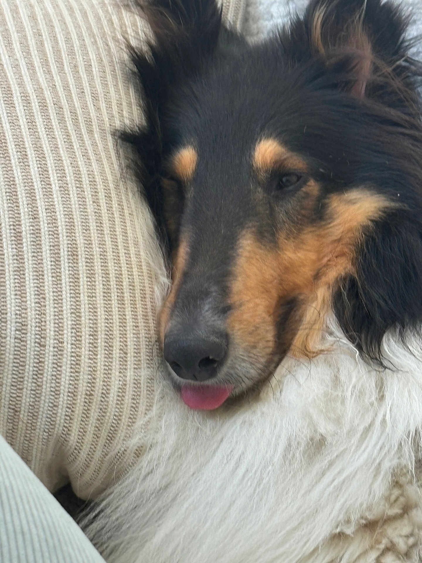 Togo joined the competition — help win amazing prizes! dog, collie, close_up, resting, tongue_out, fluffy, fur, black, tan, white, cushion, texture, pet, animal, sleepy, cute, indoor, portrait, face, relaxed