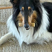 Togo joined the competition — help win amazing prizes! dog, collie, bone, pet, animal, fur, lying_down, carpet, indoor, closeup, cute, domestic_animal, canine, muzzle, ears, friendly, companion, portrait, resting, white