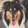 Togo is registered to the contest to win money with this photo: dog, collie, pet, animal, fur, tongue, indoor, carpet, black_fur, white_fur, tan_fur, ears, happy, looking_at_camera, muzzle, long_fur, house, domestic_animal, closeup, portrait