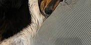 Togo is registered to the contest to win money with this photo: dog, resting, pillow, blanket, fur, indoor, relaxed, cozy, sleepy, canine, pet, comfort, laying_down, black, white, brown, soft_texture, closeup, companion, home