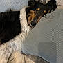 dog, resting, pillow, blanket, fur, indoor, relaxed, cozy, sleepy, canine, pet, comfort, laying_down, black, white, brown, soft_texture, closeup, companion, home
