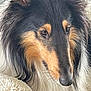 Togo is registered to the contest to win money with this photo: dog, long_hair, black_fur, tan_fur, white_fur, pet, close_up, portrait, animal, fluffy, blanket, resting, indoors, muzzle, ears, canine, fur_texture, companion, cute, soft