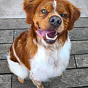 Max a rejoint le concours — aidez-le/la à gagner de superbes lots ! dog, brown, white, happy, smiling, tongue_out, pet, canine, sitting, wooden_deck, fur, animal, outdoor, friendly, playful, cute, looking_up, close_up, portrait