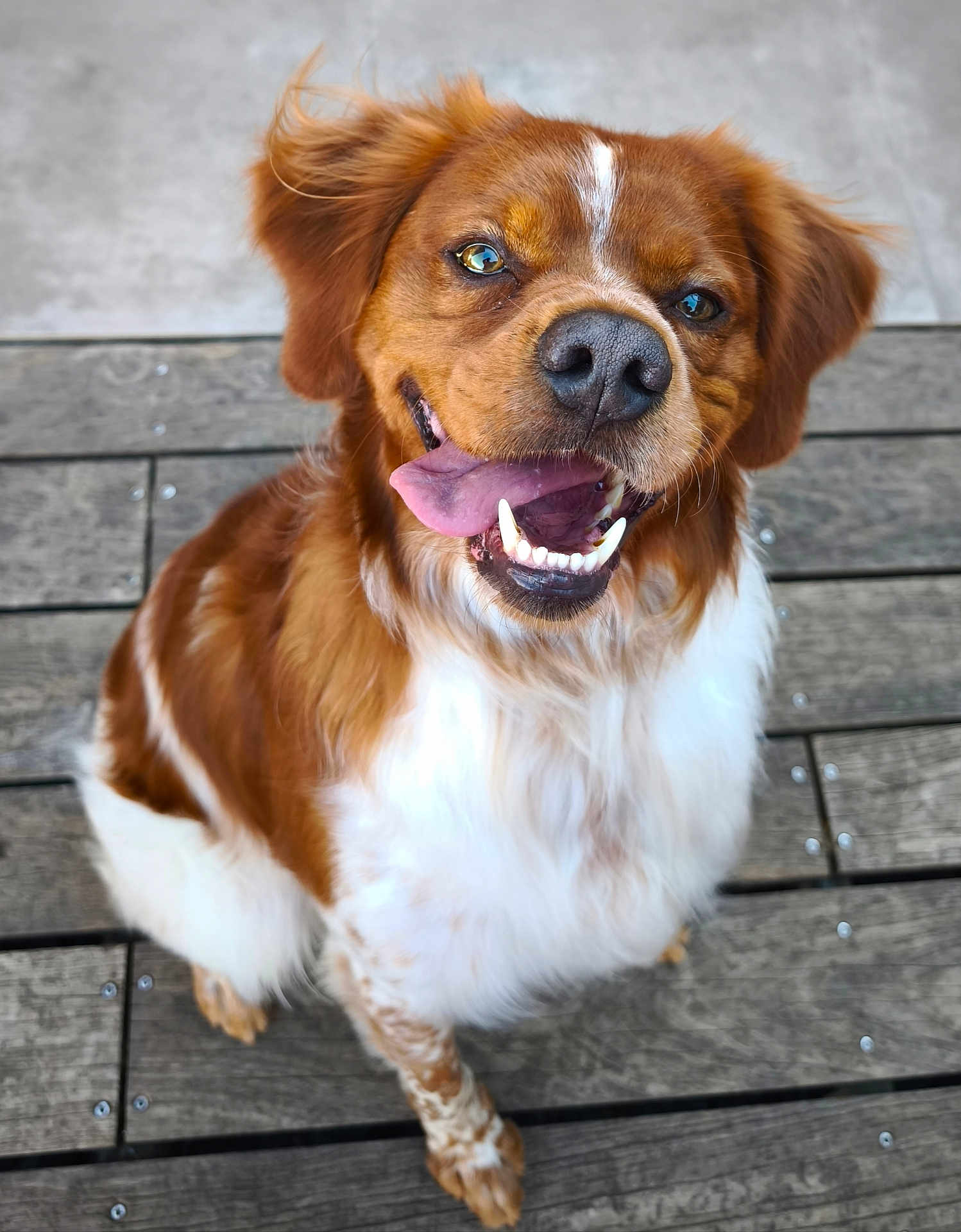 Max a rejoint le concours — aidez-le/la à gagner de superbes lots ! dog, brown, white, happy, smiling, tongue_out, pet, canine, sitting, wooden_deck, fur, animal, outdoor, friendly, playful, cute, looking_up, close_up, portrait