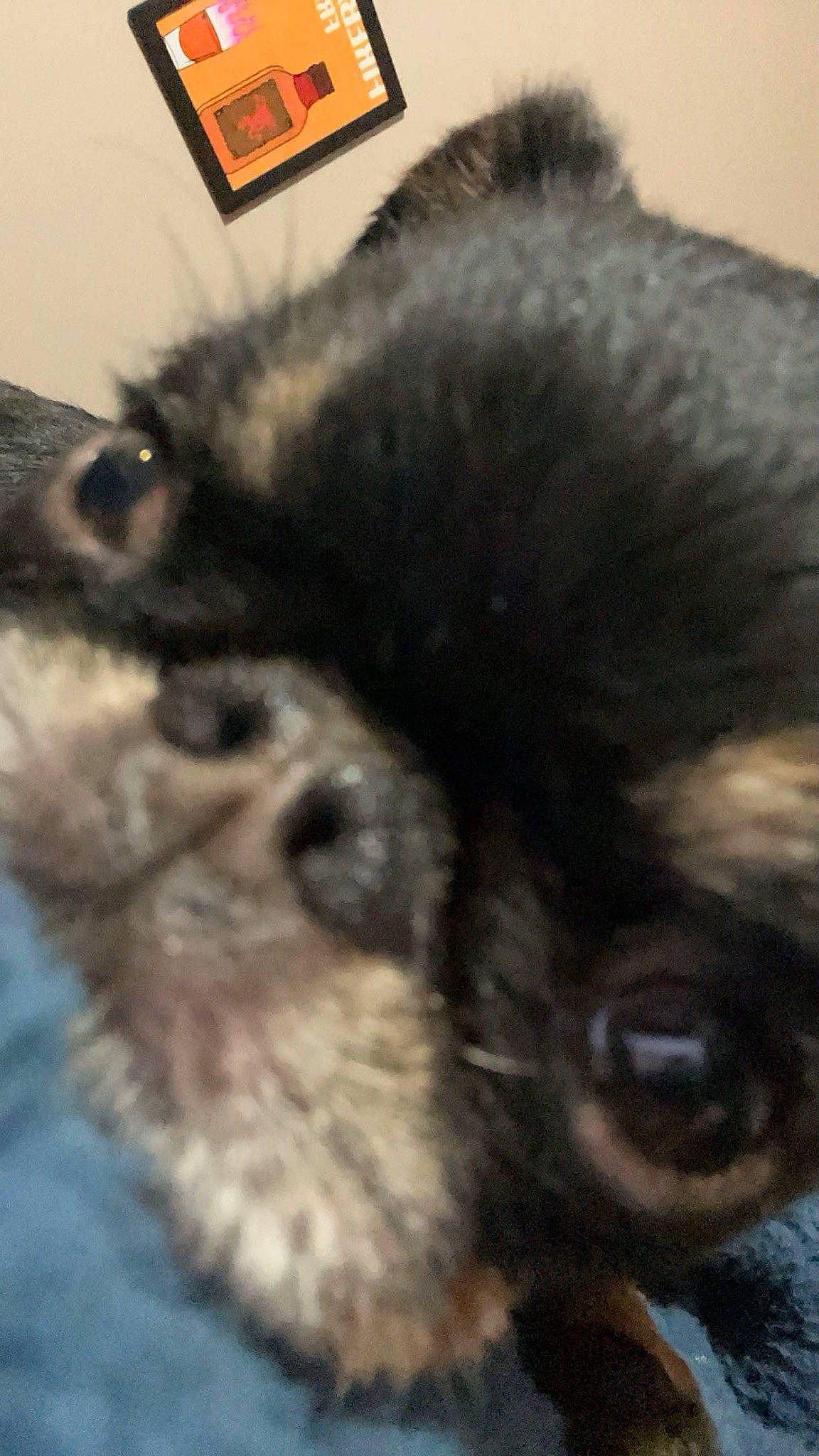 India joined the competition — help win amazing prizes! canidae, carnivore, claw, companion_dog, dog, dog_breed, fawn, fur, german_spitz, german_spitz_klein, german_spitz_mittel, paw, snout, spitz, sporting_group, tail, terrestrial_animal, toy_dog, whiskers, working_animal