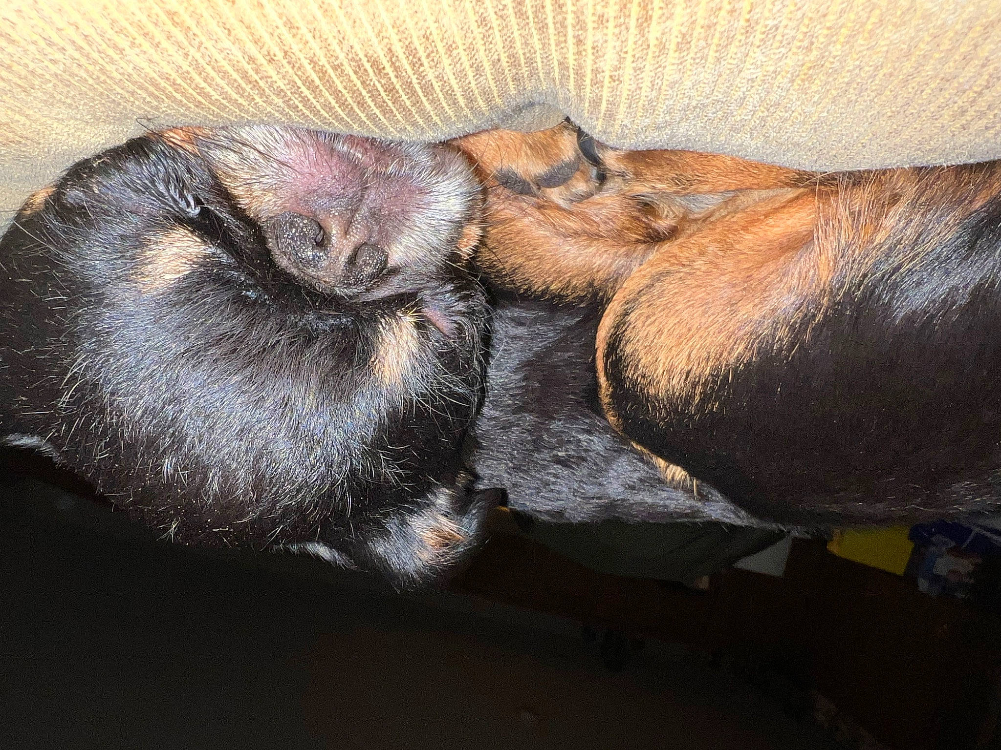 India joined the competition — help win amazing prizes! canidae, carnivore, claw, comfort, dog, dog_breed, ear, fawn, foot, fur, liver, paw, snout, sporting_group, terrestrial_animal, whiskers, wildlife, working_animal, wrinkle