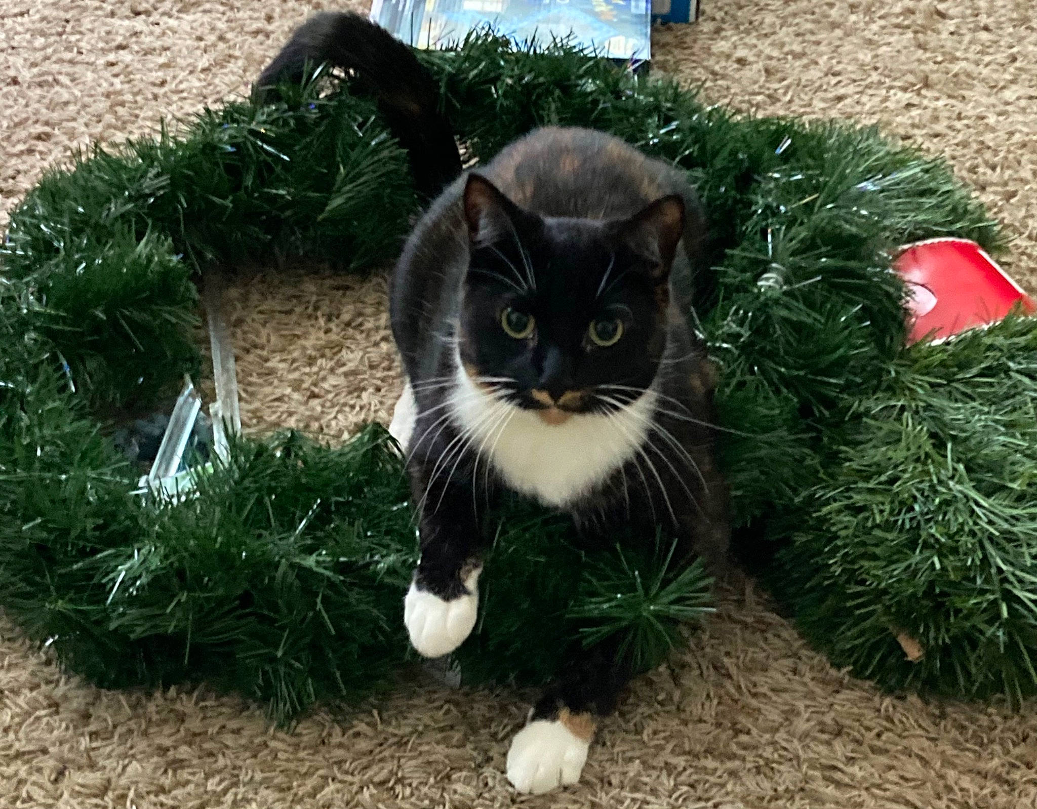 Bea is registered to the contest to win money with this photo: carnivore, cat, cat_supply, cat_toy, conifer, felidae, fur, grass, pet_supply, small_to_medium_sized_cats, snout, whiskers