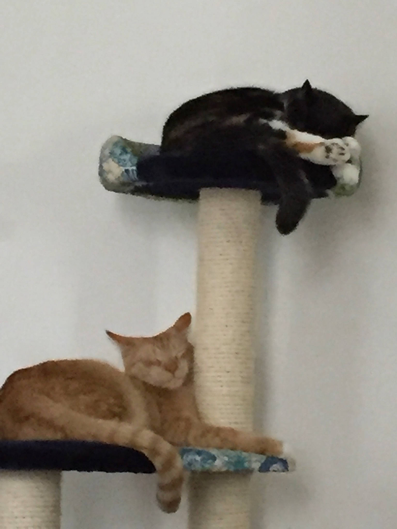 Beau joined the competition — help win amazing prizes! black_cat, carnivore, cat, cat_furniture, cat_supply, domestic_short_haired_cat, felidae, fur, mammal, organism, small_to_medium_sized_cats, snout, tail, terrestrial_animal, vertebrate, whiskers