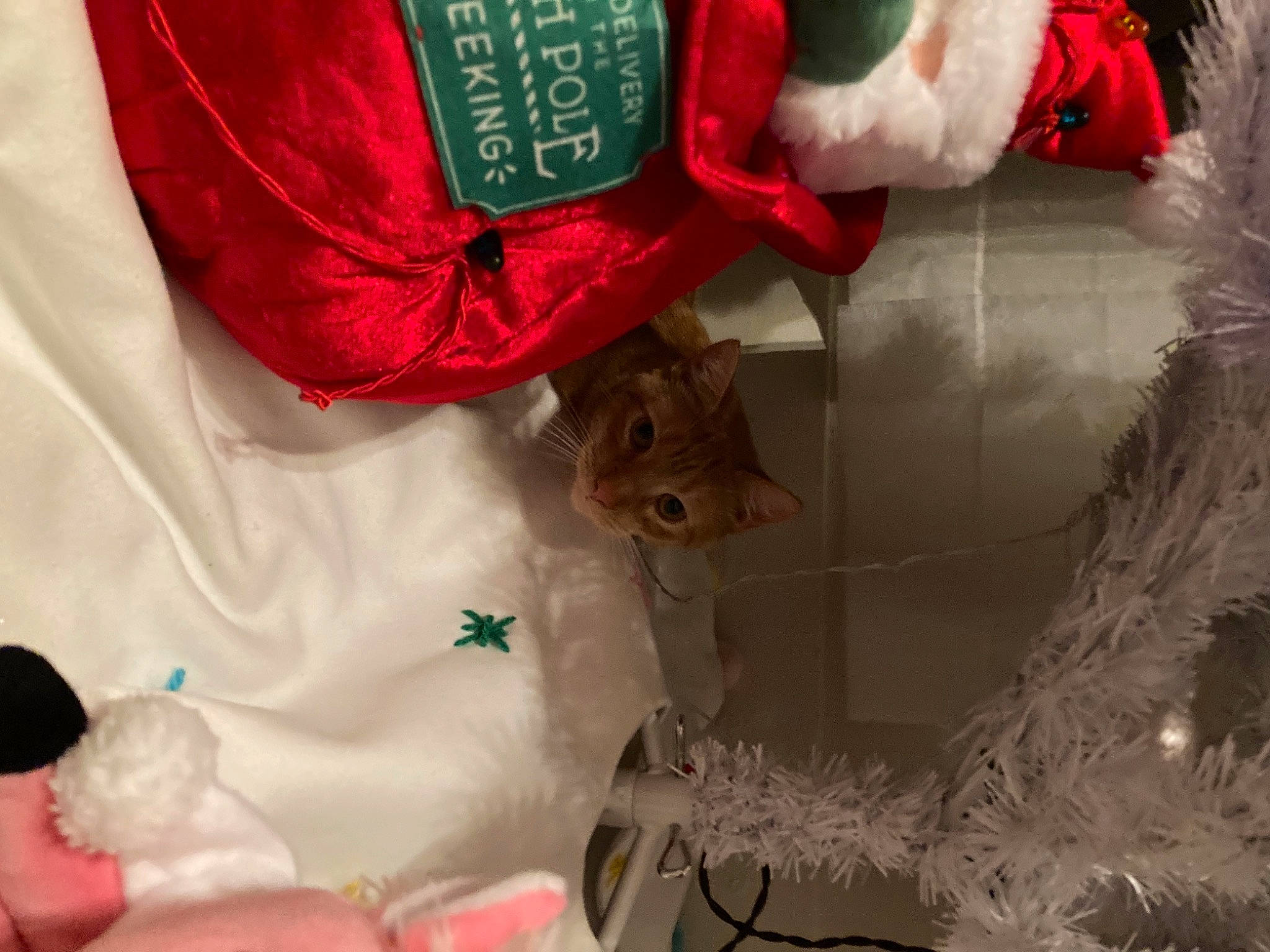 Beau is registered to the contest to win money with this photo: carnivore, cat, christmas, christmas_decoration, christmas_eve, christmas_ornament, costume_accessory, costume_hat, felidae, fictional_character, fur, holiday, holiday_ornament, red, santa_claus, small_to_medium_sized_cats, stuffed_toy, toy, vertebrate, whiskers