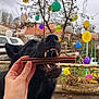 dog, black_dog, hand, treat, balloons, tree, outdoor, celebration, festive, playful, animal, pet, mouth_open, teeth, grass, garden, colorful, nature, daytime, fun