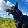 dog, black_dog, animal, pet, outdoor, field, grass, sky, clouds, harness, canine, nature, daylight, happy, profile, muzzle, ears, fur, landscape, summer