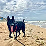 Hope participe au concours pour gagner de l'argent avec cette photo : dog, black_dog, beach, sand, ocean, waves, cloudy_sky, harness, tongue_out, leash, footprints, seaweed, coast, water, outdoor, animal, pet, playful, summer, nature