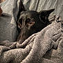 Hope a rejoint le concours — aidez-le/la à gagner de superbes lots ! dog, black_dog, blanket, cozy, indoor, pet, fur, ears, resting, comfort, closeup, snuggled, couch, relaxation, animal, home, soft, warm, portrait, cute