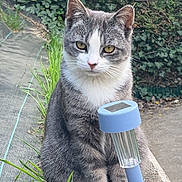 Tigri a rejoint le concours — aidez-le/la à gagner de superbes lots ! cat, grey_cat, white_cat, animal, pet, outdoor, greenery, plant, solar_light, concrete, nature, garden, feline, sitting, curious, whiskers, ears, paws, tail, daylight