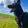 Tigri participe au concours pour gagner de l'argent avec cette photo : dog, black_dog, outdoor, field, grass, sky, clouds, sunny, daylight, happy, tongue_out, canine, pet, nature, harness, animal, greenery, blue_sky, summer, open_space