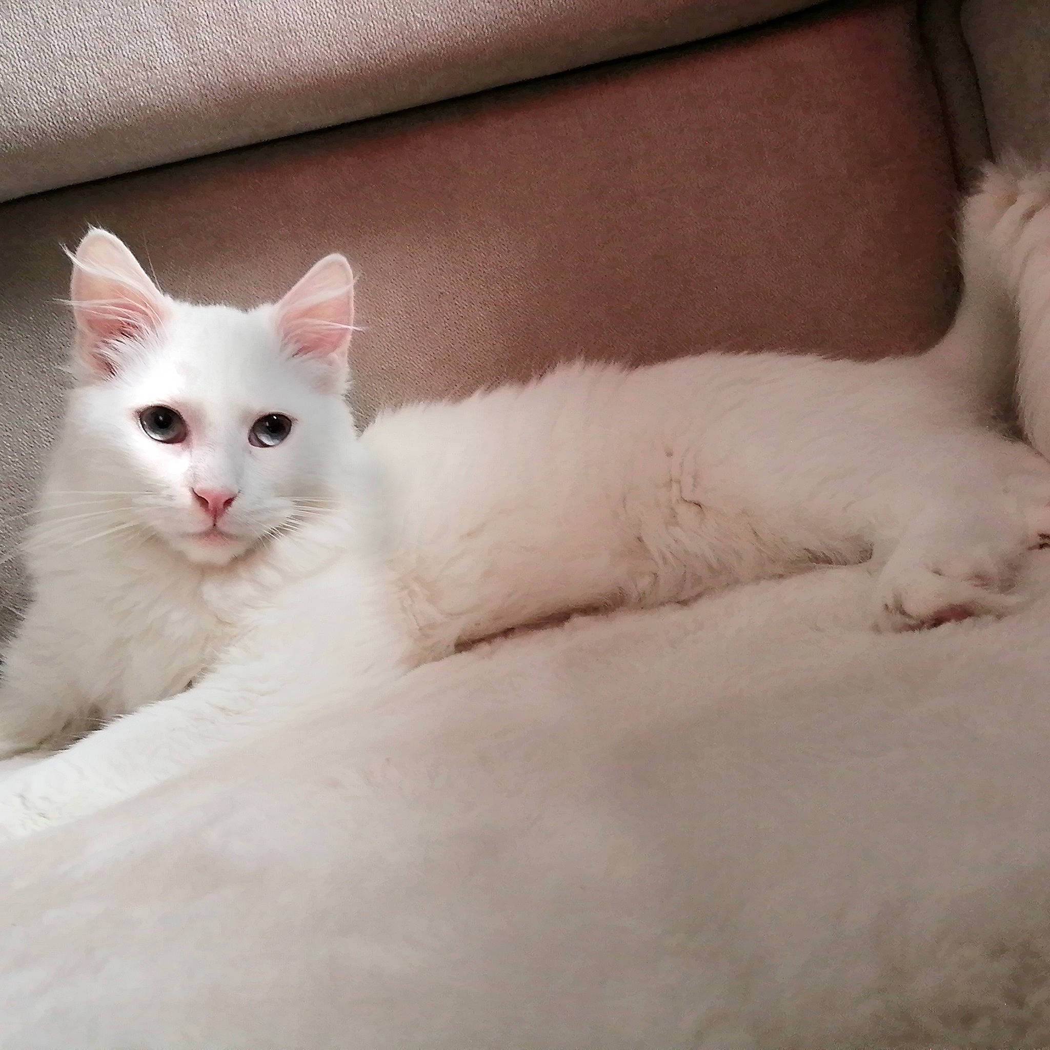 Igloo a rejoint le concours — aidez-le/la à gagner de superbes lots ! carnivore, cat, comfort, domestic_short_haired_cat, felidae, fur, head, paw, small_to_medium_sized_cats, tail, terrestrial_animal, whiskers, window