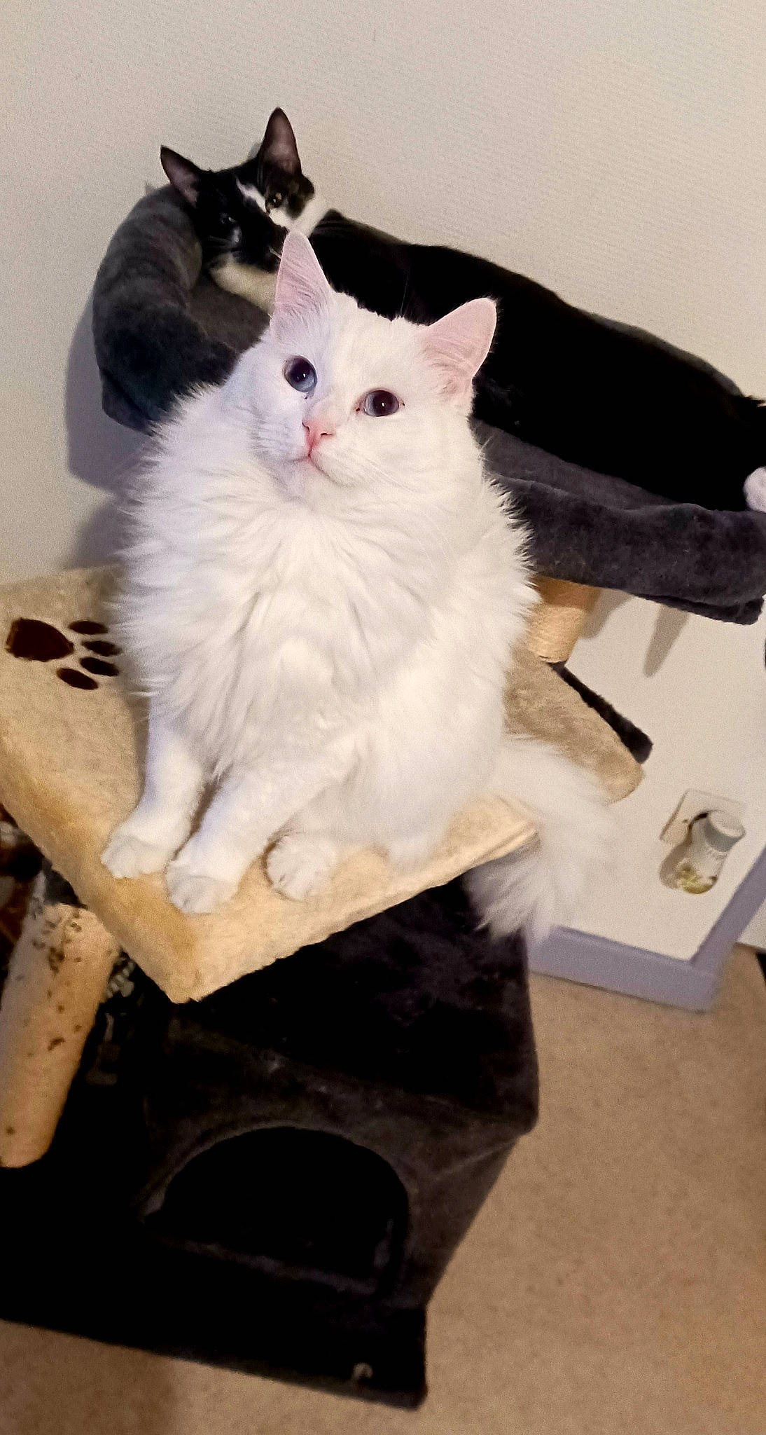 Igloo participe au concours pour gagner de l'argent avec cette photo : carnivore, cat, comfort, domestic_short_haired_cat, felidae, formal_wear, fur, paw, sitting, small_to_medium_sized_cats, tail, whiskers