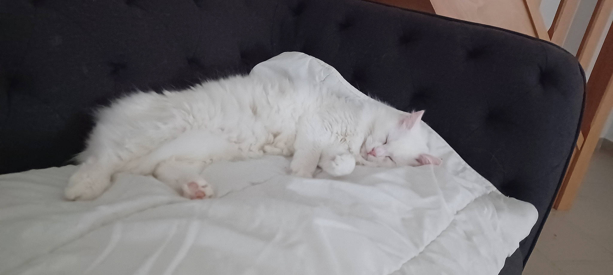 Igloo a rejoint le concours — aidez-le/la à gagner de superbes lots ! bedding, canidae, carnivore, cat, claw, comfort, domestic_short_haired_cat, duvet, felidae, foot, fur, grey, linens, nap, paw, small_to_medium_sized_cats, snout, tail, terrestrial_animal, whiskers