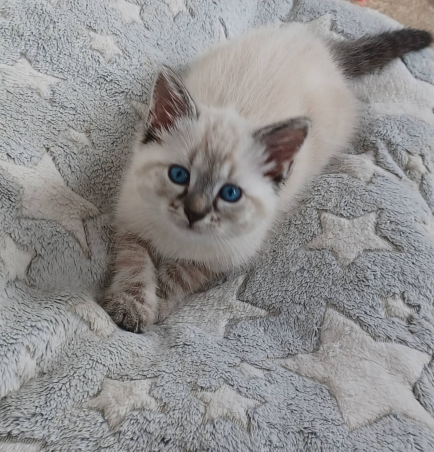 Gaya participe au concours pour gagner de l'argent avec cette photo : carnivore, cat, claw, comfort, domestic_short_haired_cat, eye, fawn, felidae, fur, iris, paw, small_to_medium_sized_cats, snout, tail, terrestrial_animal, tire, wheel, whiskers