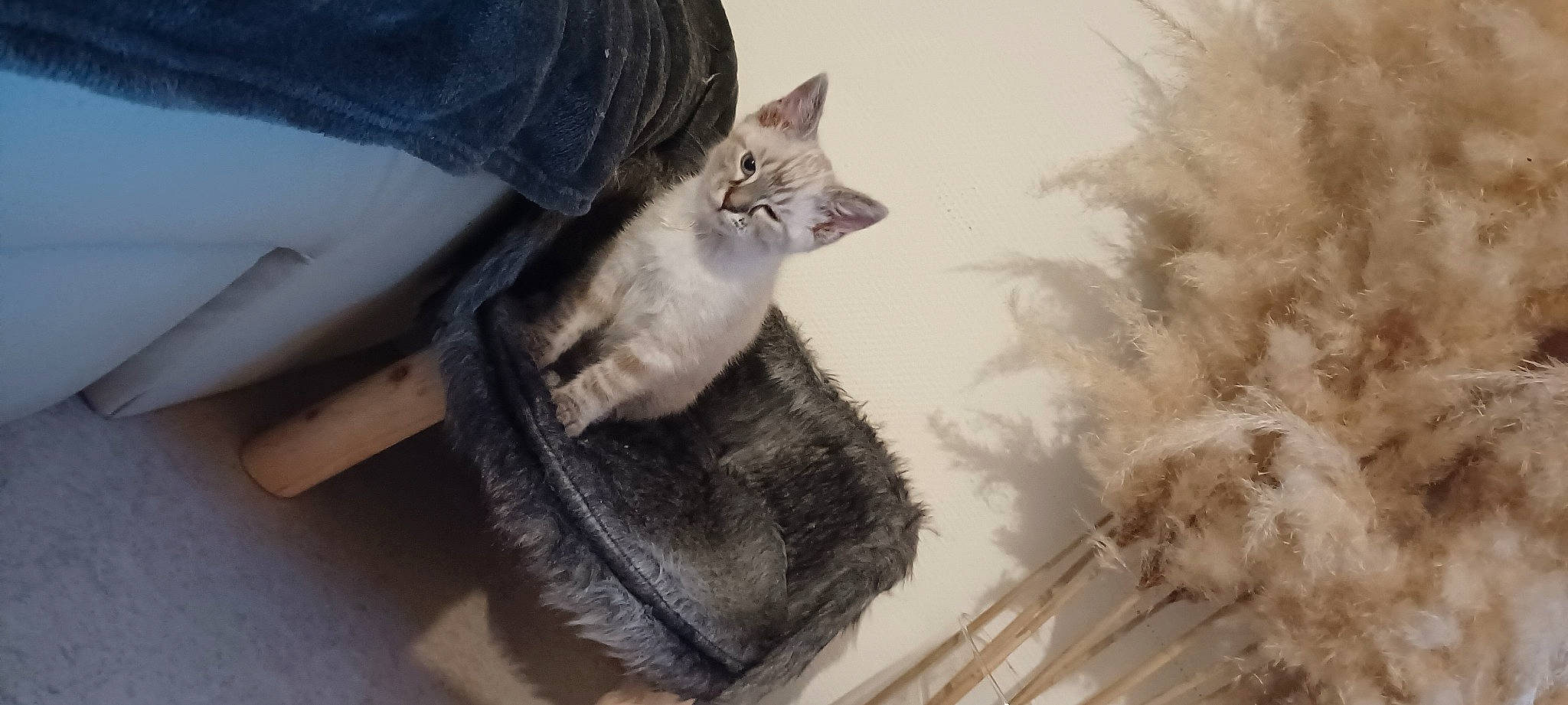 Gaya participe au concours pour gagner de l'argent avec cette photo : art, carnivore, cat, claw, denim, domestic_short_haired_cat, fawn, felidae, fur, gesture, grey, paw, small_to_medium_sized_cats, tail, tree, twig, whiskers, wing, wood