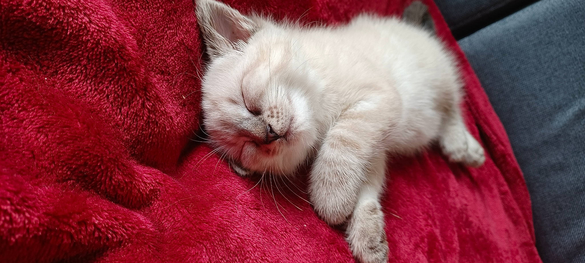 Gaya participe au concours pour gagner de l'argent avec cette photo : carmine, carnivore, cat, claw, comfort, domestic_short_haired_cat, fawn, felidae, foot, fur, nap, paw, small_to_medium_sized_cats, snout, tail, whiskers