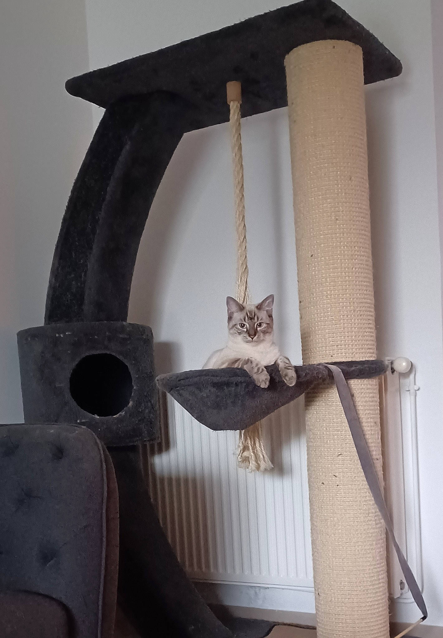 Gaya a rejoint le concours — aidez-le/la à gagner de superbes lots ! art, beak, bird, bird_supply, ceiling, feather, grey, hardwood, lamp, lampshade, light_fixture, metal, pet_supply, product, room, shelf, shelving, tail, twig, wood